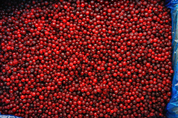 Брусника , картонная коробка 10кг